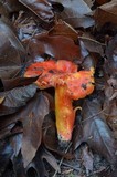 Hygrocybe punicea image