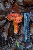 Hygrocybe punicea image