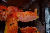 Hygrocybe punicea image