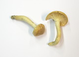 Hygrophorus nemoreus image