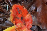 Hygrocybe punicea image