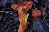Hygrocybe punicea image