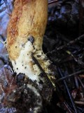 Boletus subtomentosus image