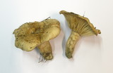 Lactarius pallidus image
