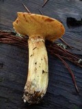 Suillus caerulescens image