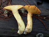 Suillus caerulescens image