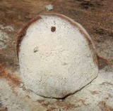 Fomes fasciatus image