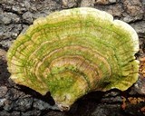 Trichaptum abietinum image
