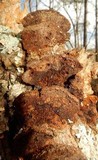 Phellinus gilvus image