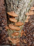 Phellinus gilvus image