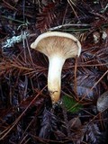 Lactarius pallescens image