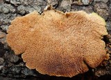 Trichaptum abietinum image