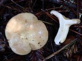Lactarius pallescens image