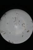 Punctularia atropurpurascens image