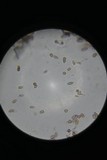 Punctularia atropurpurascens image