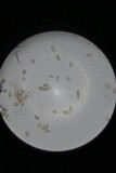 Punctularia atropurpurascens image