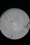 Punctularia atropurpurascens image
