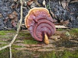 Ganoderma zonatum image
