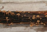 Sclerotinia veratri image