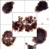 Geastrum triplex image