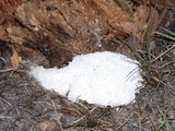Fuligo septica image