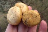 Gymnopilus luteus image