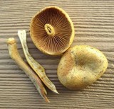 Gymnopilus luteus image