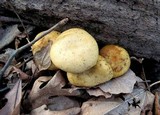 Gymnopilus luteus image