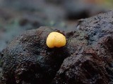 Endogone pisiformis image