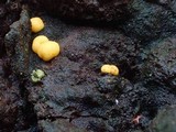 Endogone pisiformis image