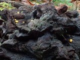 Endogone pisiformis image