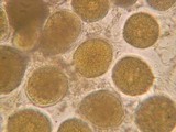 Endogone pisiformis image
