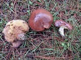Suillus brevipes image