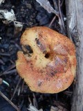 Pholiota highlandensis image
