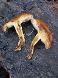 Pholiota highlandensis image