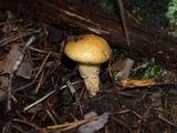 Suillus salmonicolor image