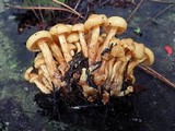 Pholiota alnicola image