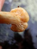 Pholiota alnicola image