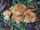 Pholiota alnicola image
