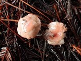 Gomphidius oregonensis image