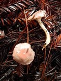 Gomphidius oregonensis image