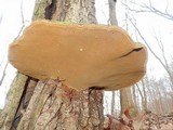 Phellinus robiniae image