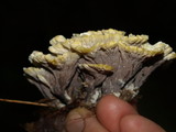 Thelephora vialis image