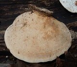 Daedaleopsis confragosa image