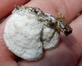 Gloeoporus dichrous image