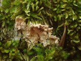 Ramaricium flavomarginatum image