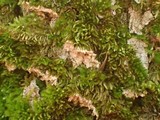 Ramaricium flavomarginatum image
