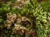 Ramaricium flavomarginatum image