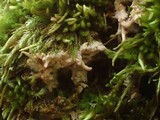 Ramaricium flavomarginatum image