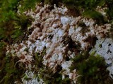 Ramaricium flavomarginatum image